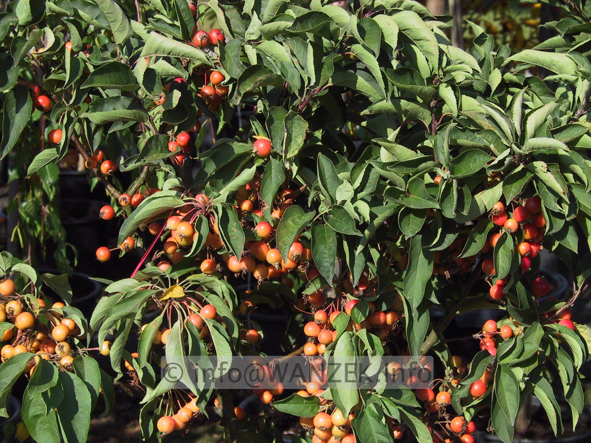 Malus Pom Zai AEpfel.JPG